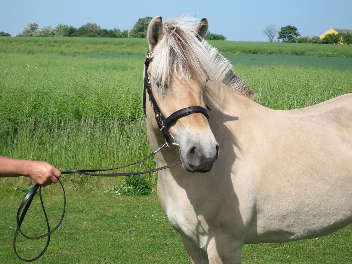 Fjordhest Bellis Vårby # Himmelhest - Smukke Bellis billede 1