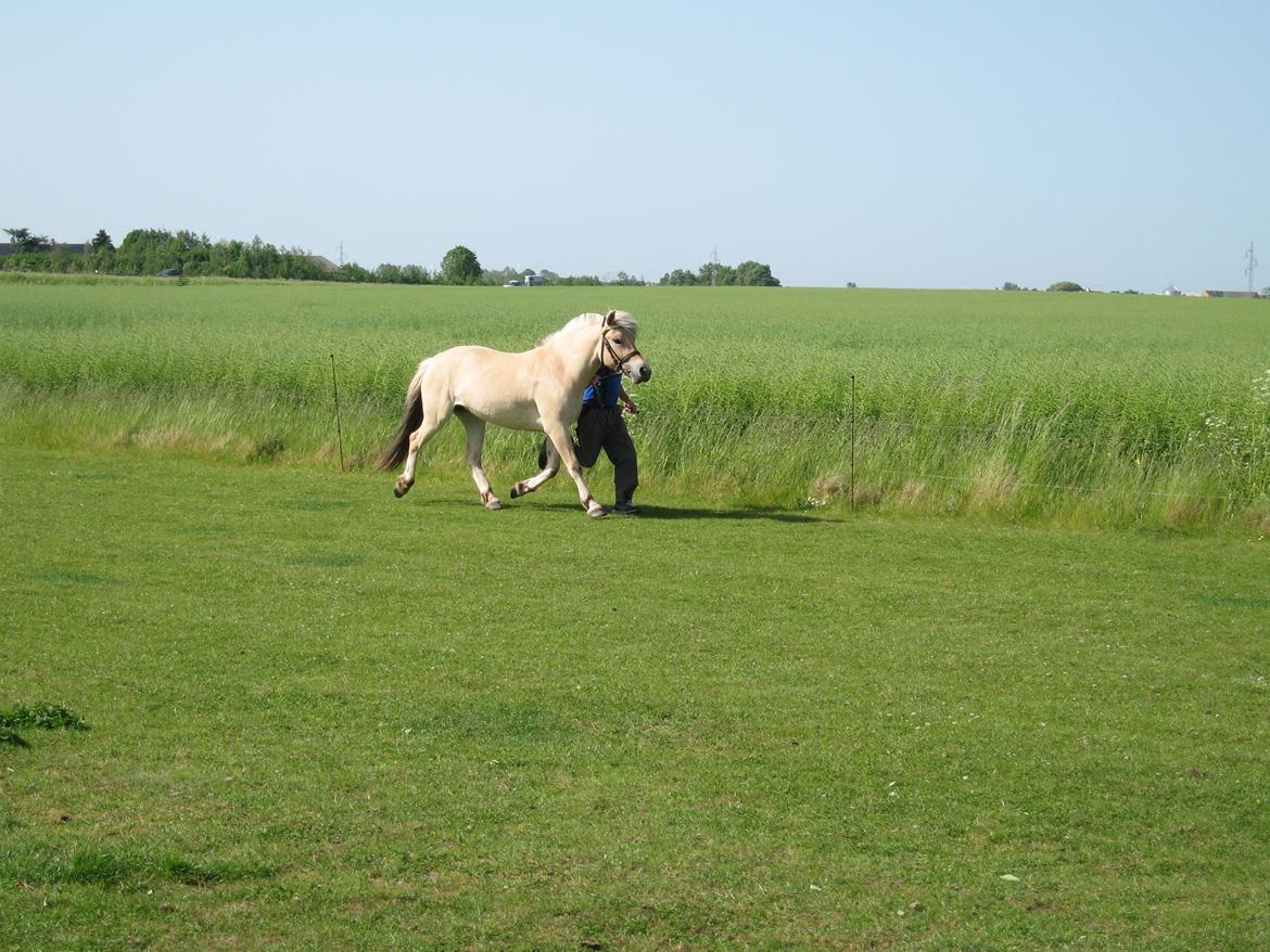 Fjordhest Bellis Vårby # Himmelhest - Der bliver øvet mønstring billede 2