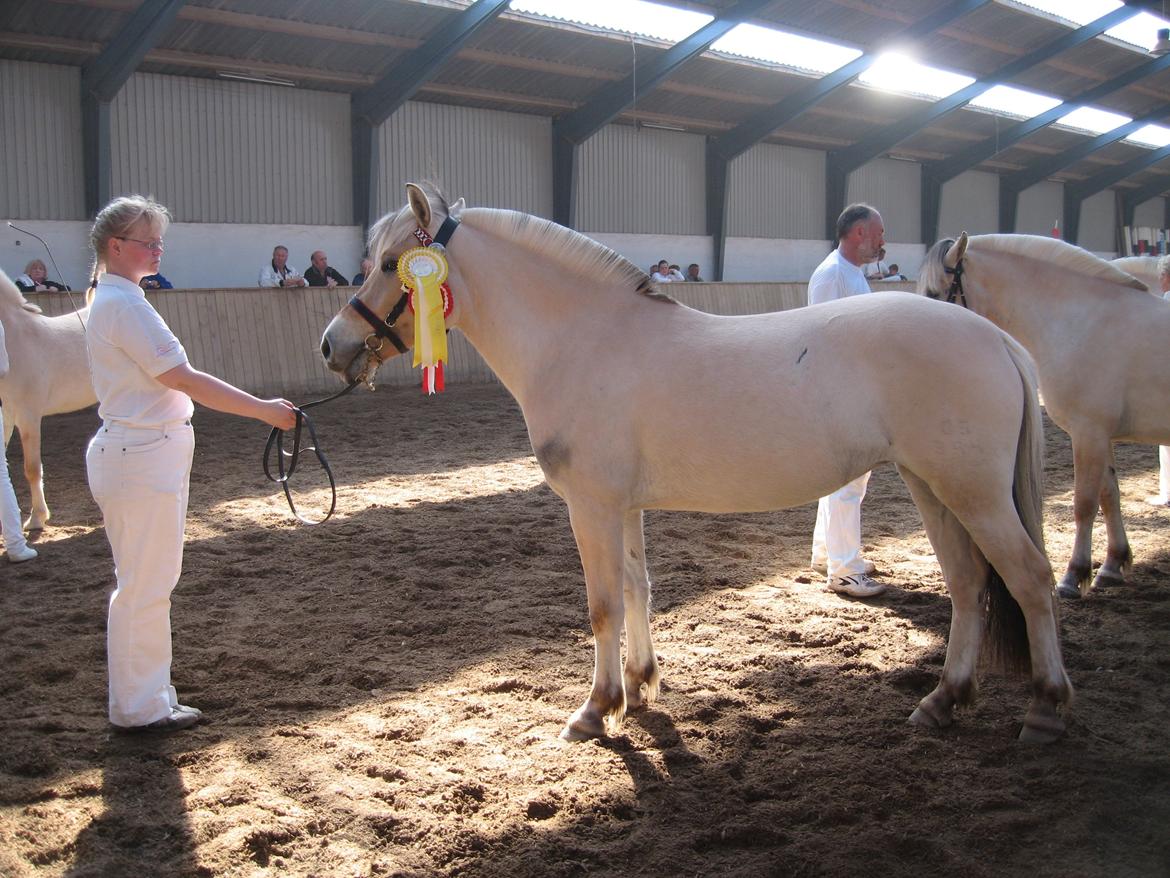 Fjordhest Bellis Vårby # Himmelhest - Bedste 2 års med 9 i helhed billede 3