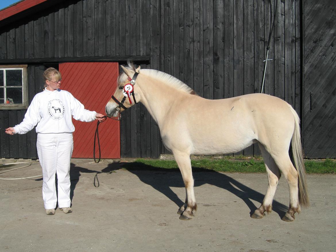 Fjordhest Bellis Vårby # Himmelhest - Bellis på Dorthealyst billede 5