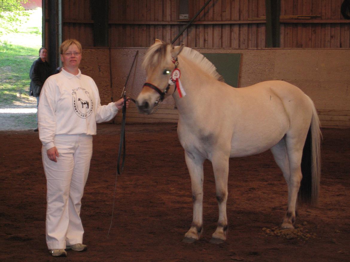 Fjordhest Bellis Vårby # Himmelhest - Bellis afventer voteringen billede 6