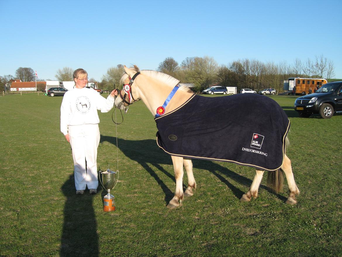 Fjordhest Bellis Vårby # Himmelhest - Best in show billede 7