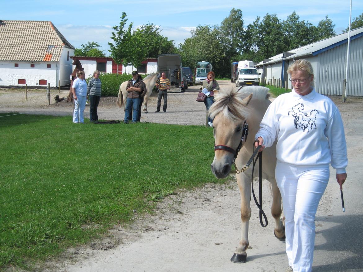 Fjordhest Bellis Vårby # Himmelhest - Mønstring til 2 års finalen billede 8