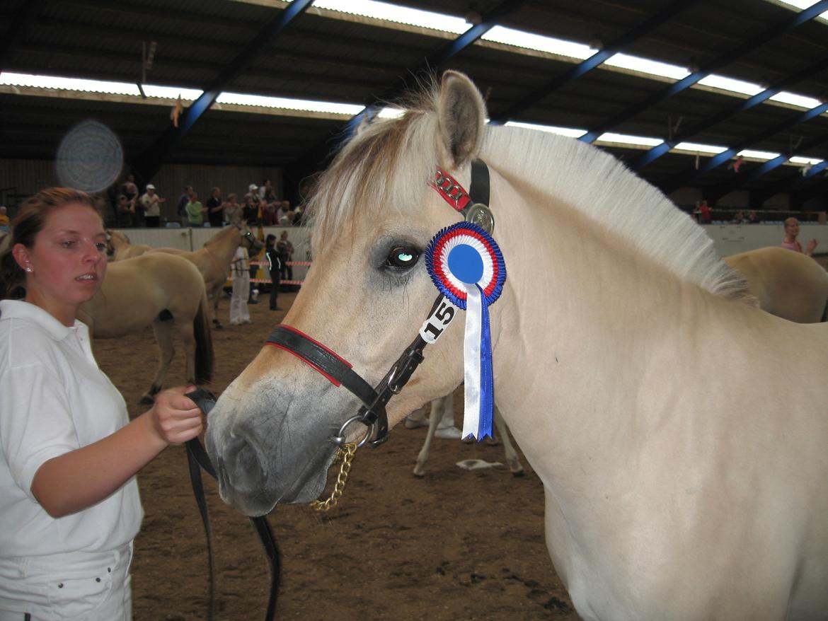 Fjordhest Bellis Vårby # Himmelhest - 88888 til 2 års finalen billede 9