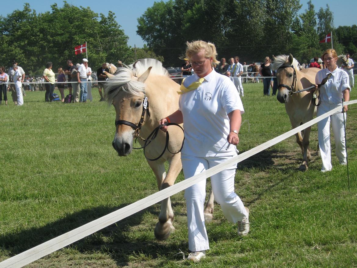 Fjordhest Bellis Vårby # Himmelhest - Dyrskue 23 point billede 10