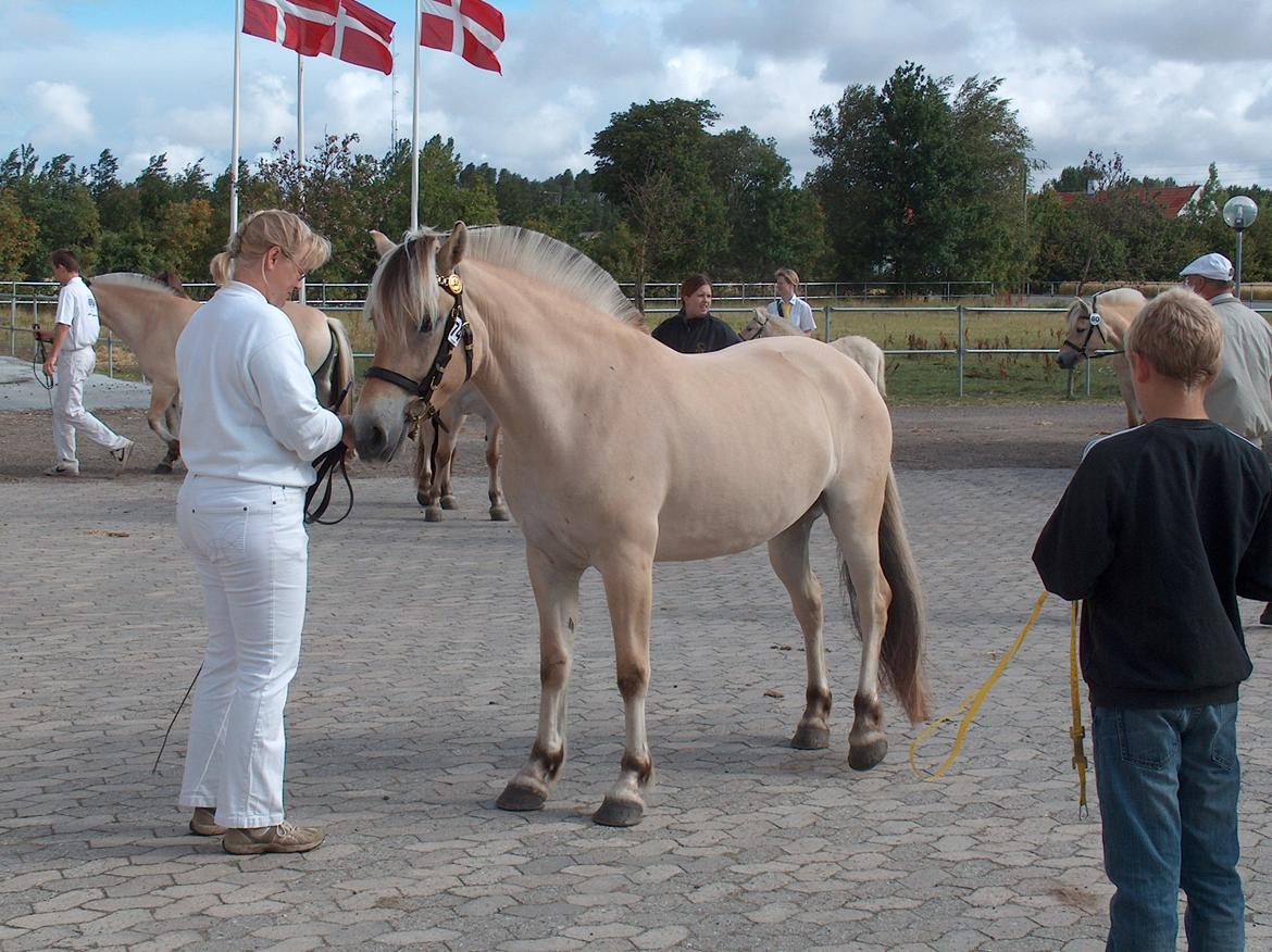 Fjordhest Bellis Vårby # Himmelhest - Måling til kåring billede 12