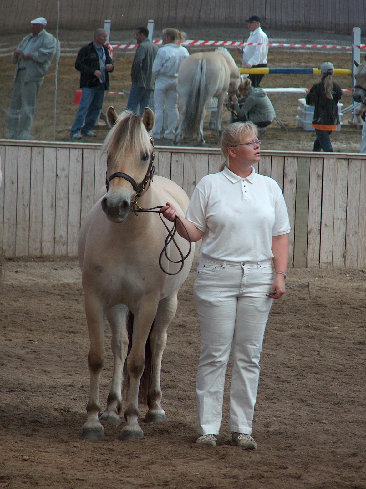 Fjordhest Bellis Vårby # Himmelhest - Vente billede billede 13