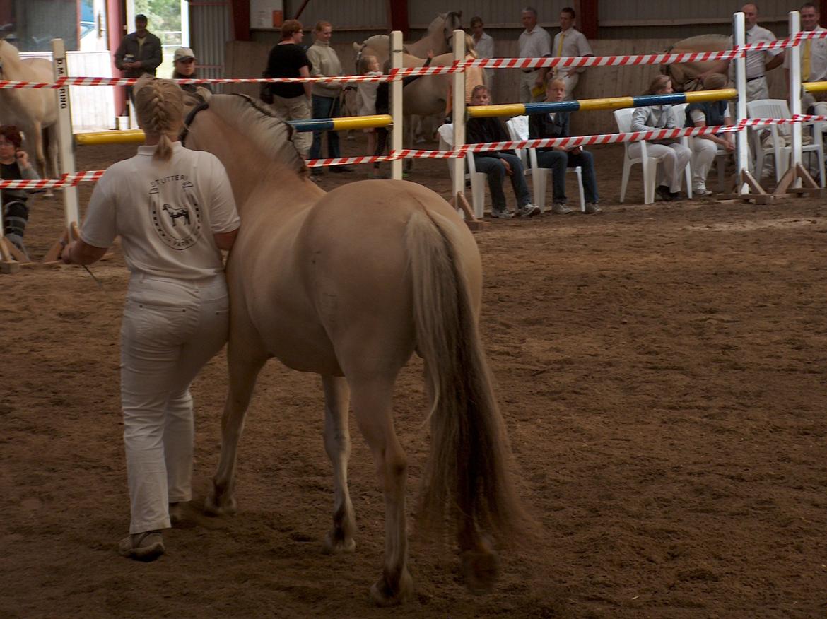 Fjordhest Bellis Vårby # Himmelhest - Bagfra er jeg også flot billede 14