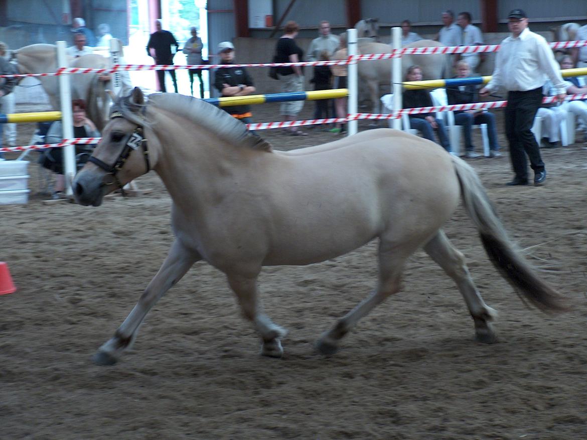 Fjordhest Bellis Vårby # Himmelhest - Fri i trav billede 15