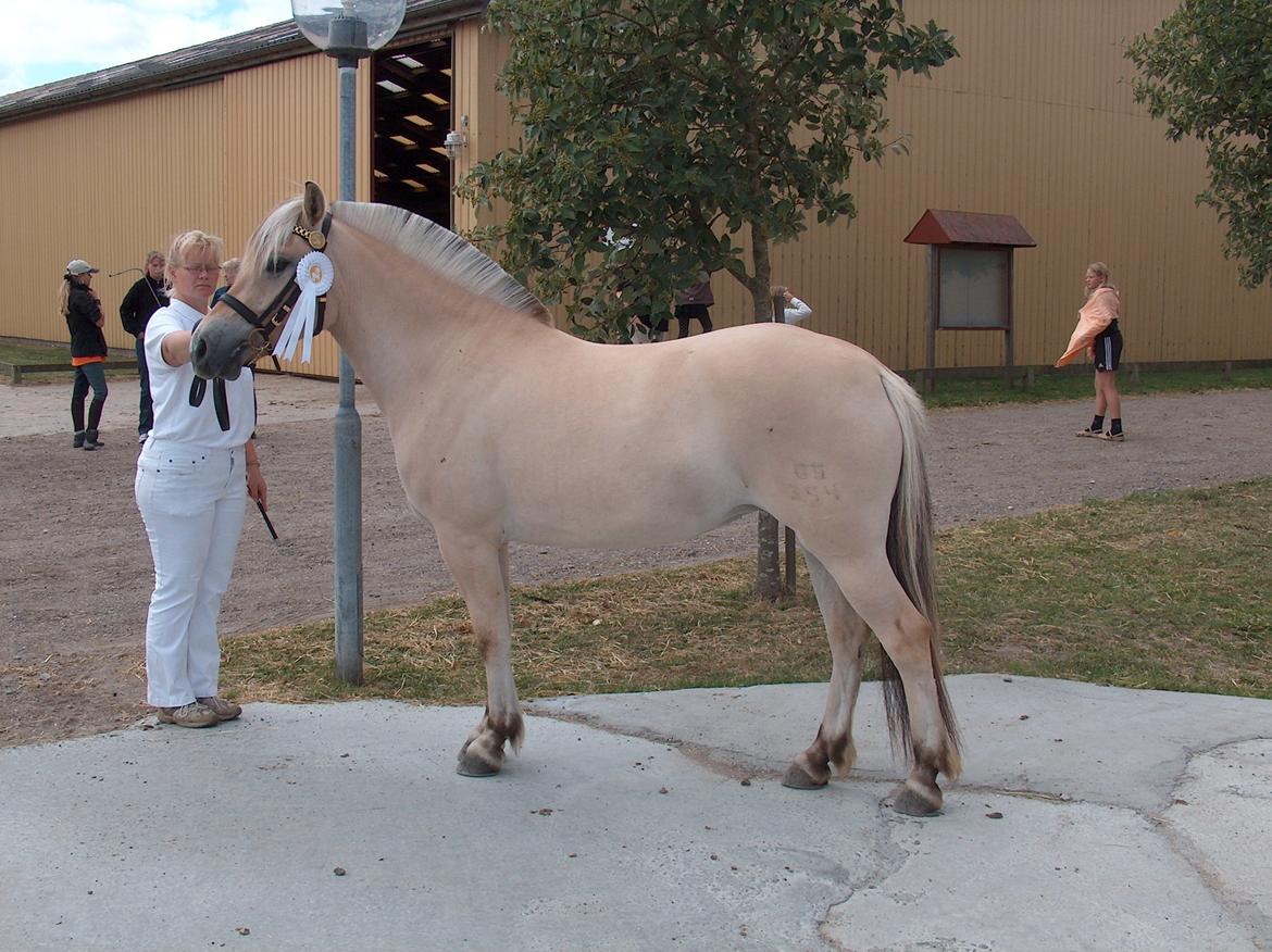 Fjordhest Bellis Vårby # Himmelhest - Hvid roset 8 i helhed billede 16