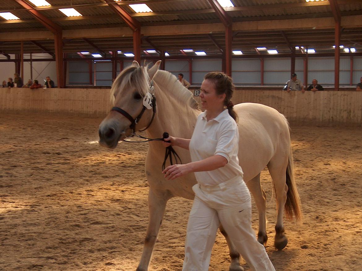 Fjordhest Bellis Vårby # Himmelhest - Tina mønstrer Bellis billede 17