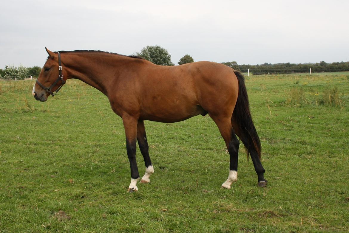 Dansk Varmblod • Charming-Boy • billede 18