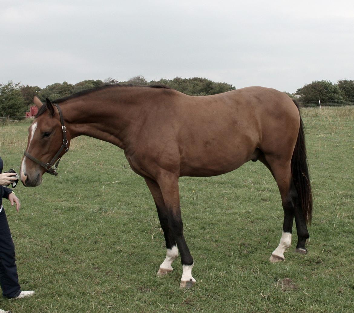 Dansk Varmblod • Charming-Boy • billede 7