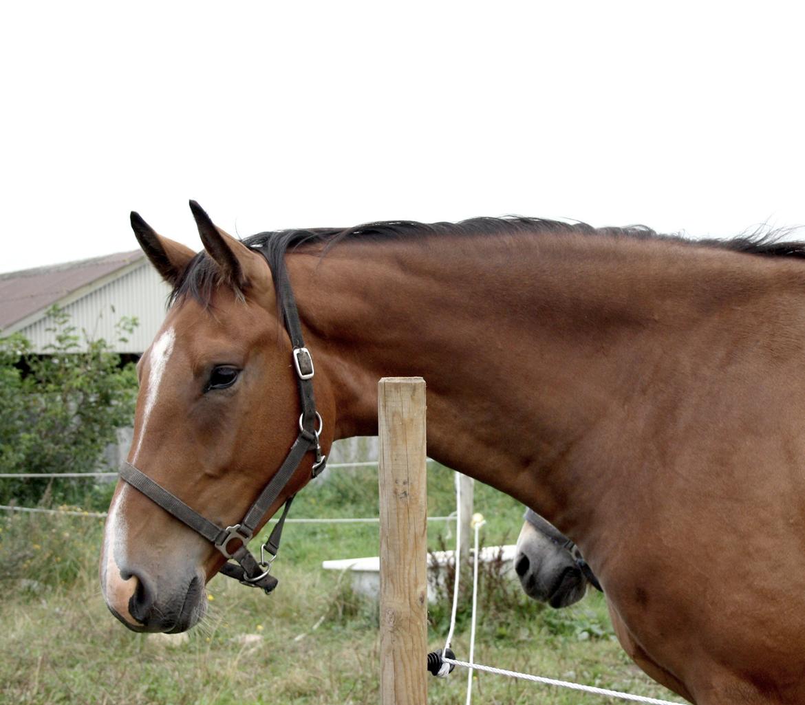 Dansk Varmblod • Charming-Boy • billede 6