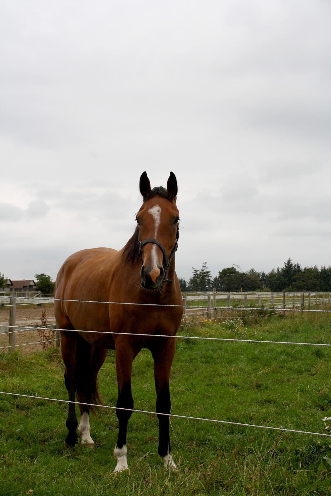 Dansk Varmblod • Charming-Boy • billede 19