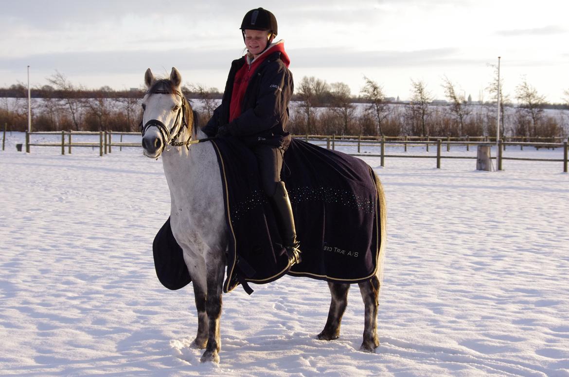 Welsh Pony (sec B) Lyngvejens Marcel  [A-pony] - Det er nu dejligt med sne :) billede 11