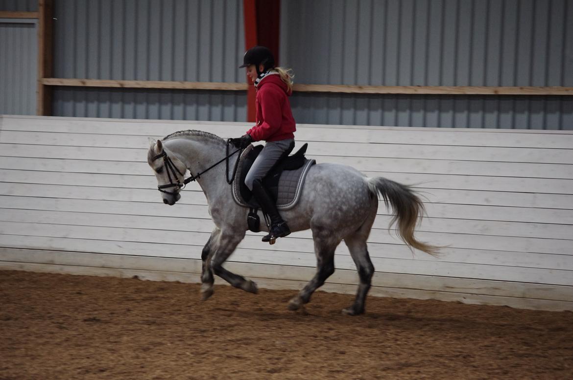 Welsh Pony (sec B) Lyngvejens Marcel  [A-pony] - Træning 26/12-12 billede 14