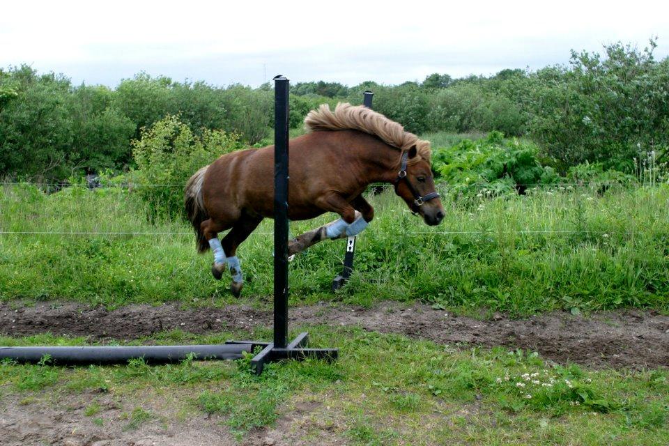 Shetlænder Team Memories Markus <3 billede 19