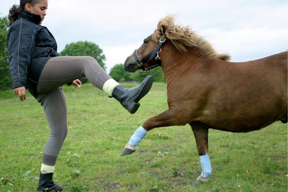 Shetlænder Team Memories Markus <3 billede 18