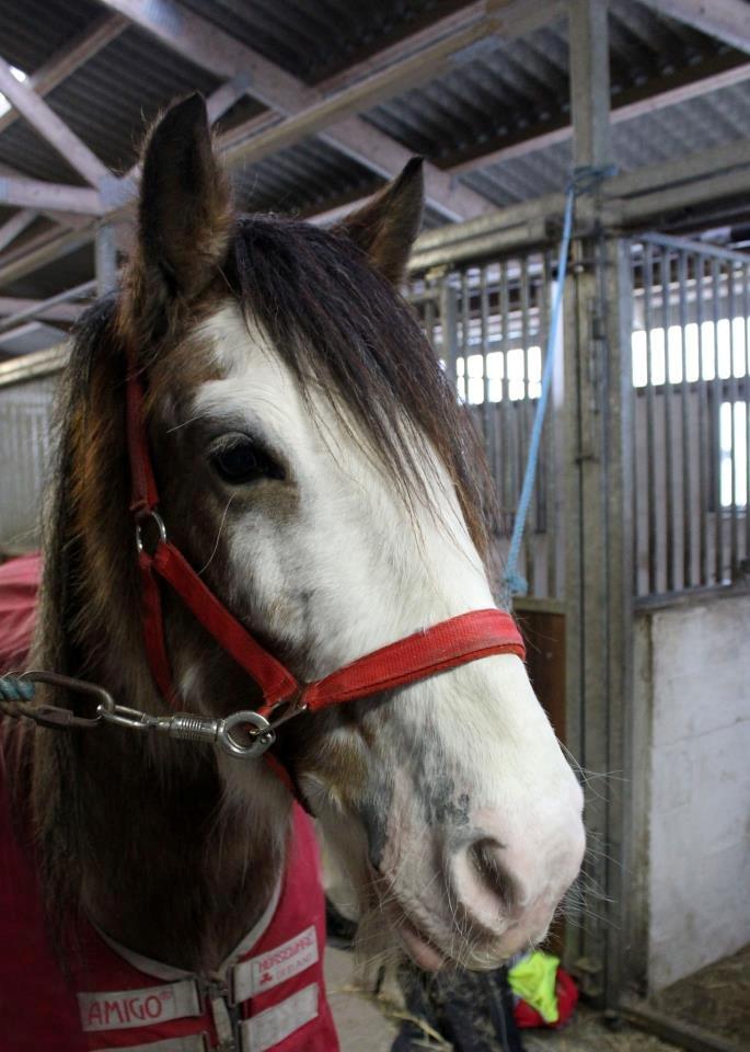 Irish Cob - Diamond [For evigt elsket] - Ponydyret på stald lige inden jul 2012 <3 Foto: Marianne Eiby billede 4