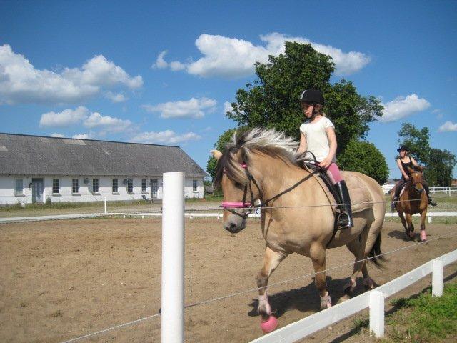 Fjordhest Vigdis R.I.P d. 18/1-14 - Første gang jeg red på Viggo <3 billede 7