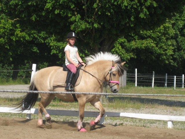 Fjordhest Vigdis R.I.P d. 18/1-14 - Første gang jeg red på Viggp <3 billede 8