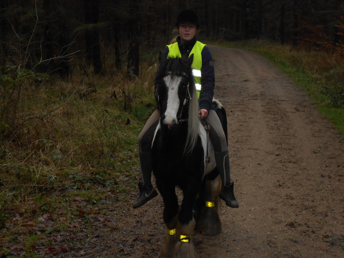 Irish Cob Pfuff    (Bandit<3) - 26.12.12 
Dejlig ridetur i skoven :) [SIDSTE TUR PÅ HAM] <33 Tag jer ikke af mit ansigtsudtryk ... :D Men kig på skønheden i stedet for ;) <3 billede 25