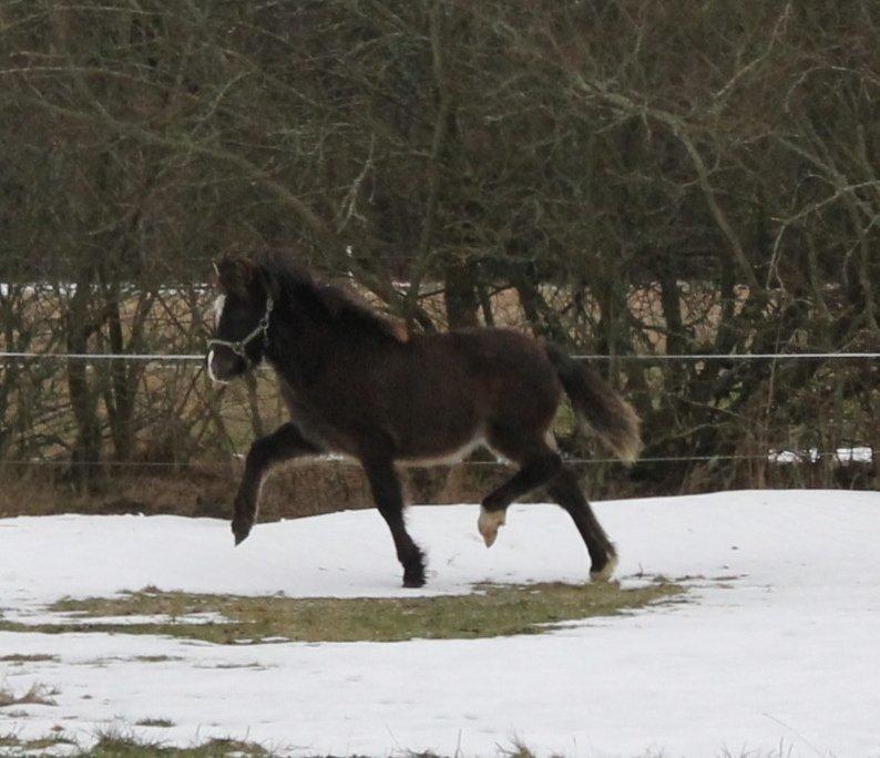 Islænder Villirós fra Vang - lillepigen kan trave :P ikke så god kvalitet da det er klippet ud af et noget større billede, men i kan nok se hvad det forestiller :) billede 16
