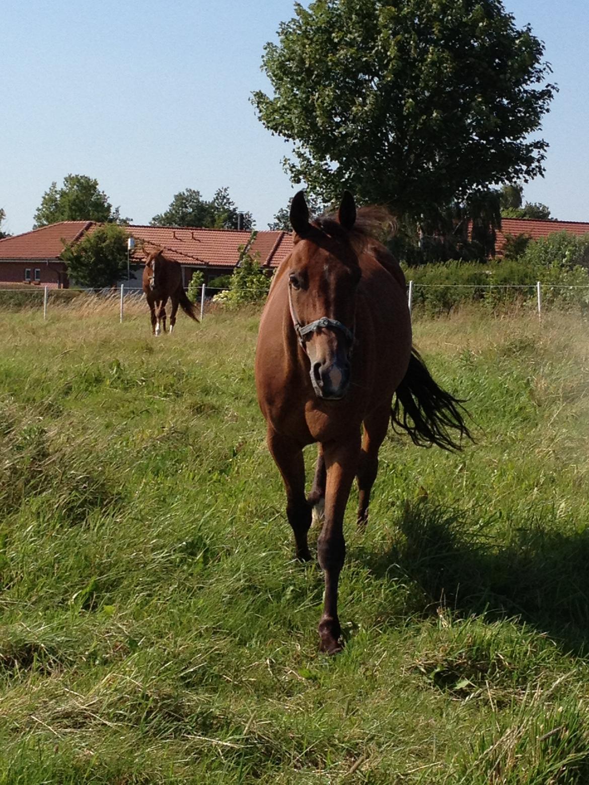 Traver Lynet Lendalund <3 - skat <3 billede 8