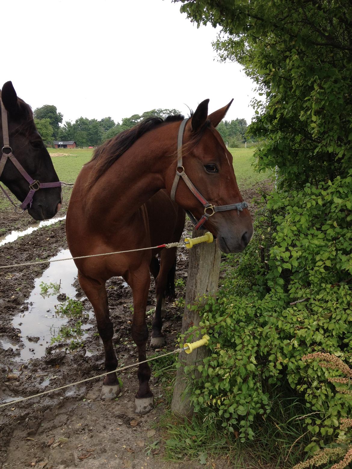 Traver Lynet Lendalund <3 - ´´ When people say it's just a horse - they just don't understand´´ <3 billede 2
