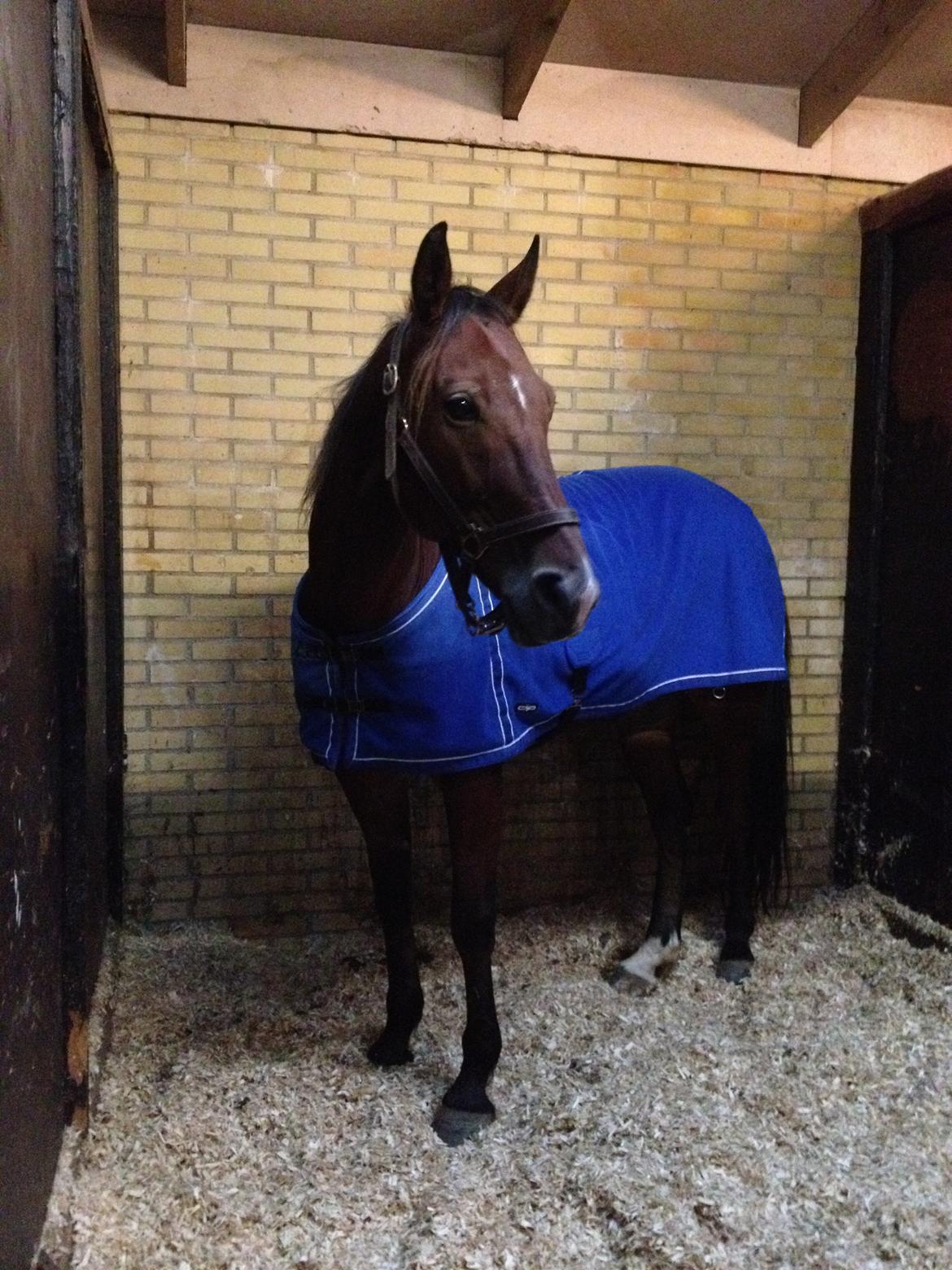 Traver Lynet Lendalund <3 - på JVB<3 billede 10