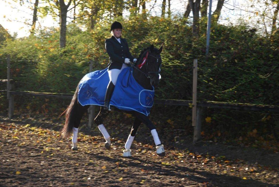 Hannoveraner Rubin Eg - Velkommen til Rubins profil
VINDER AF DRF-CUP 2012 billede 1