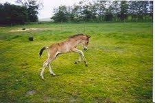 New Forest Fafner K. (Fafferlaf) billede 9