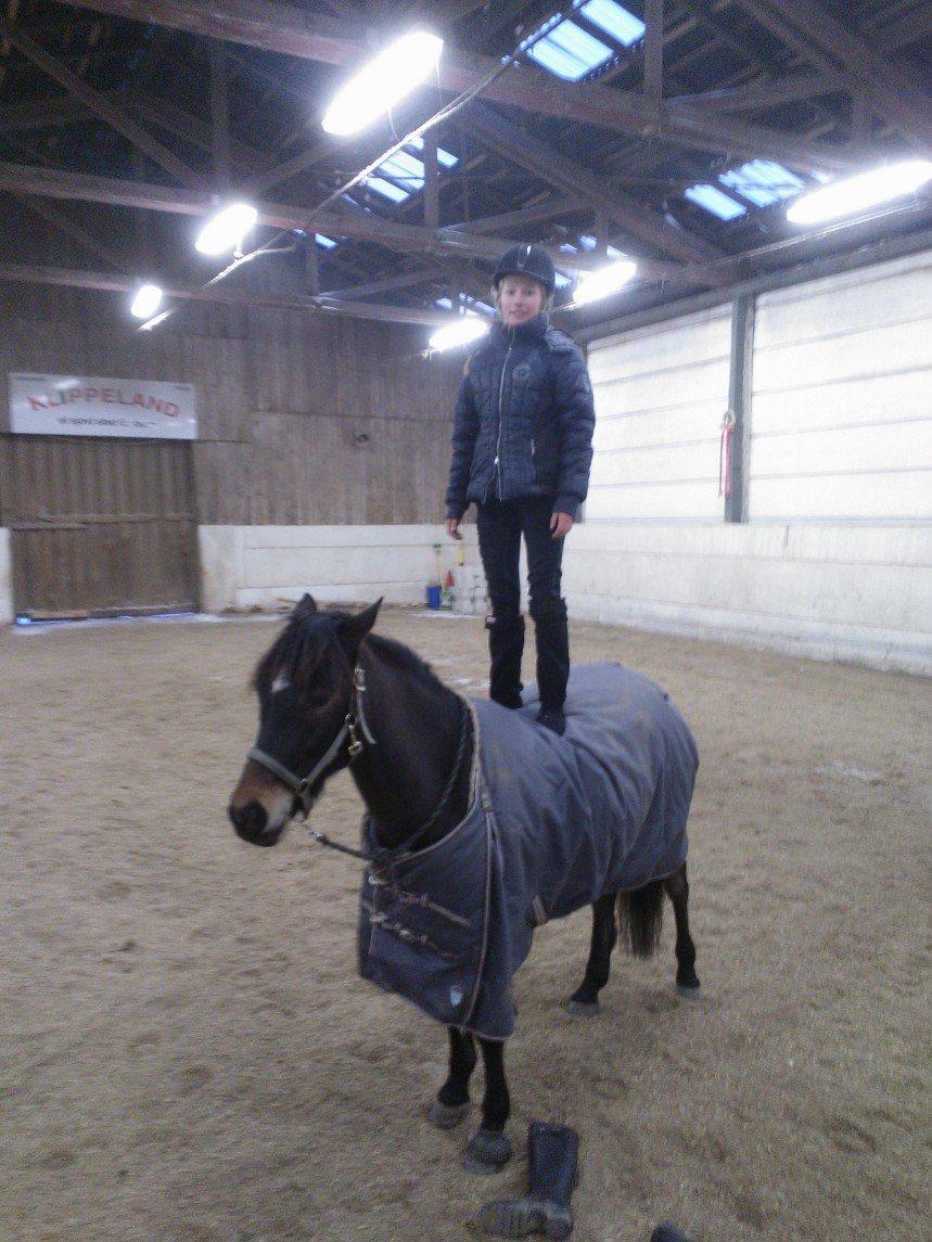 New Forest Dalgaardens Figaro - VI kan alt! billede 6