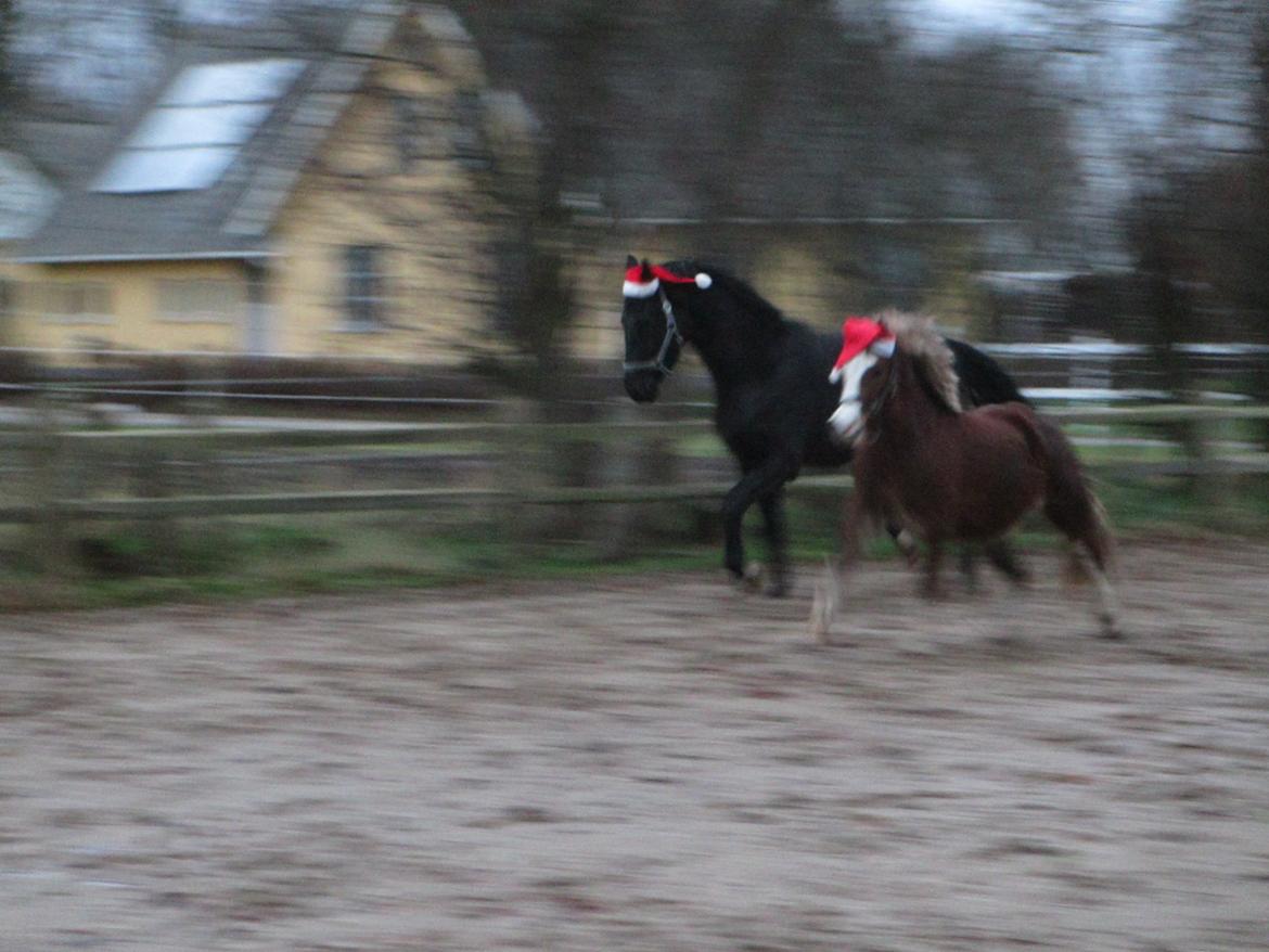 Dansk Varmblod Svalegårdens Maeztro billede 2