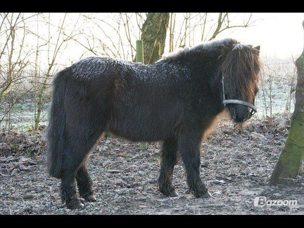 Shetlænder Odin Shetter billede 8