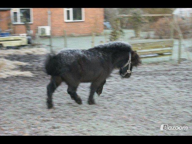 Shetlænder Odin Shetter billede 10