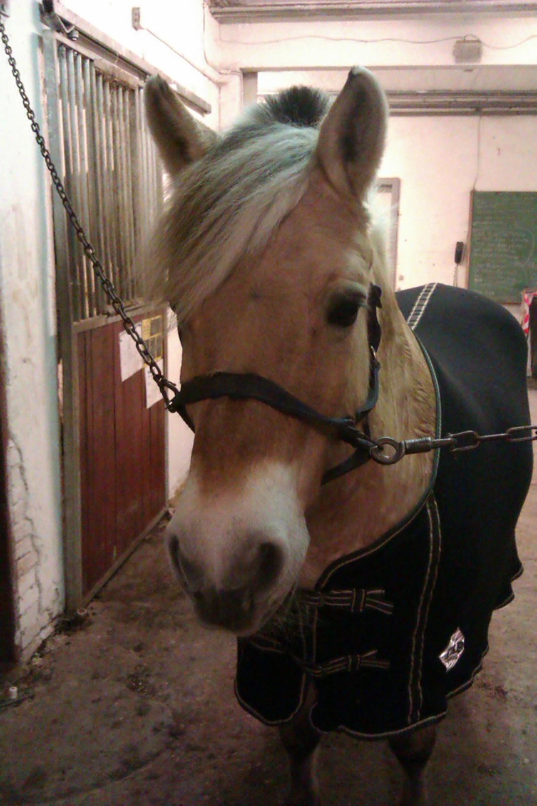 Fjordhest Tilde billede 5