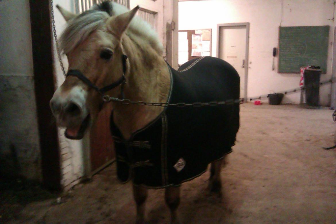 Fjordhest Tilde billede 14