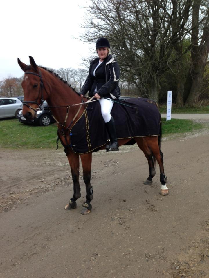 Hannoveraner Dirty Harry billede 3