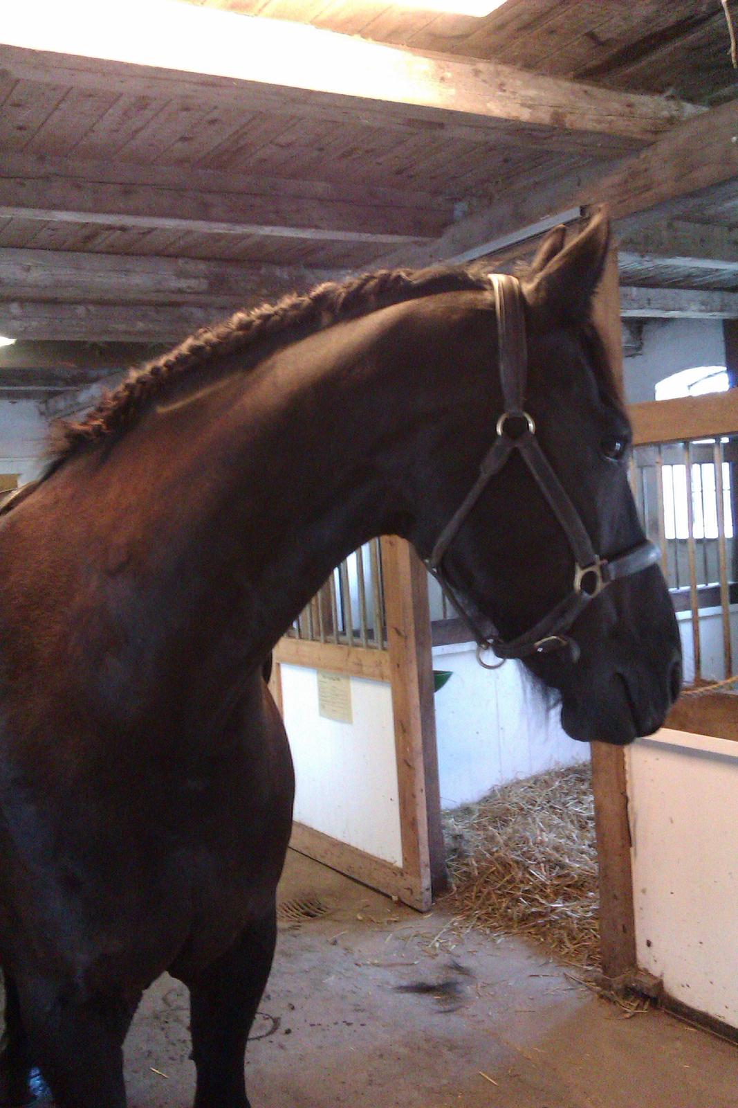 Frieser Romeo billede 16