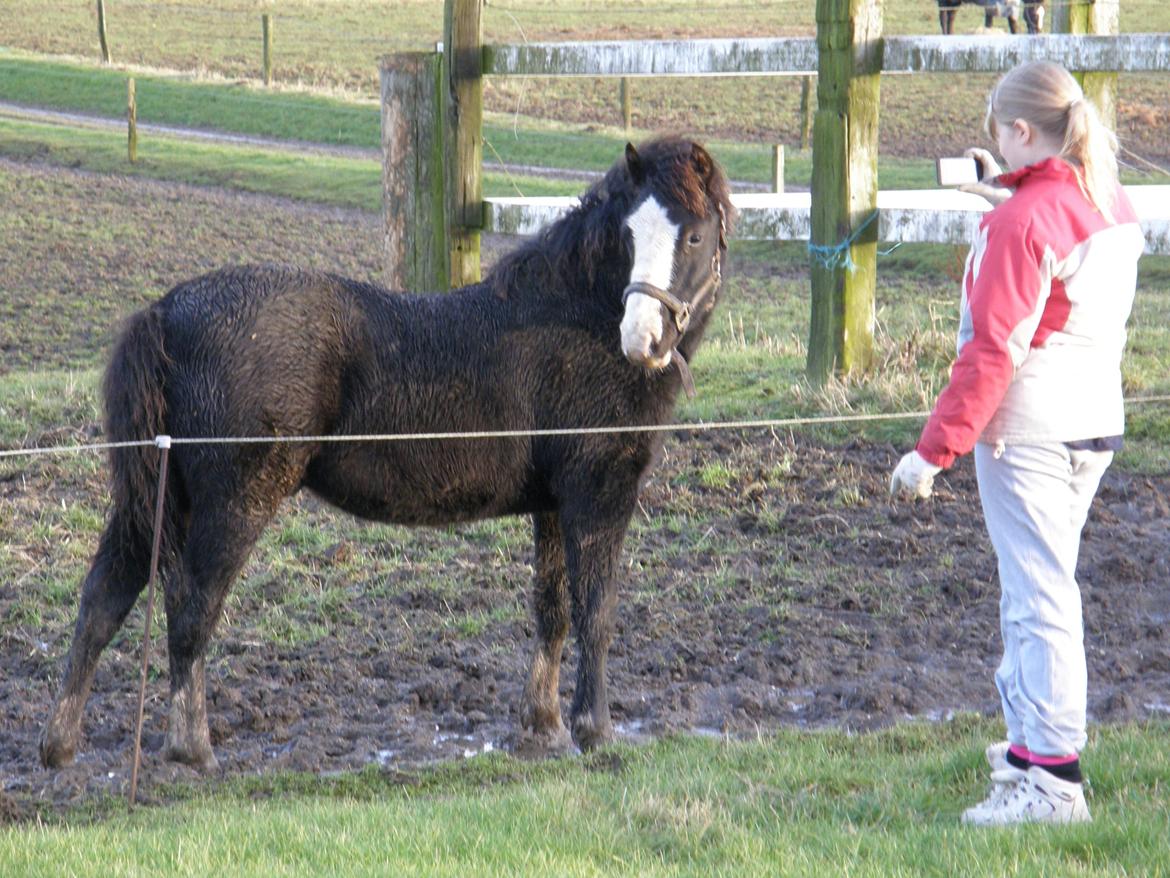 Welsh Pony af Cob-type (sec C) St. Tidsel Brandon billede 10