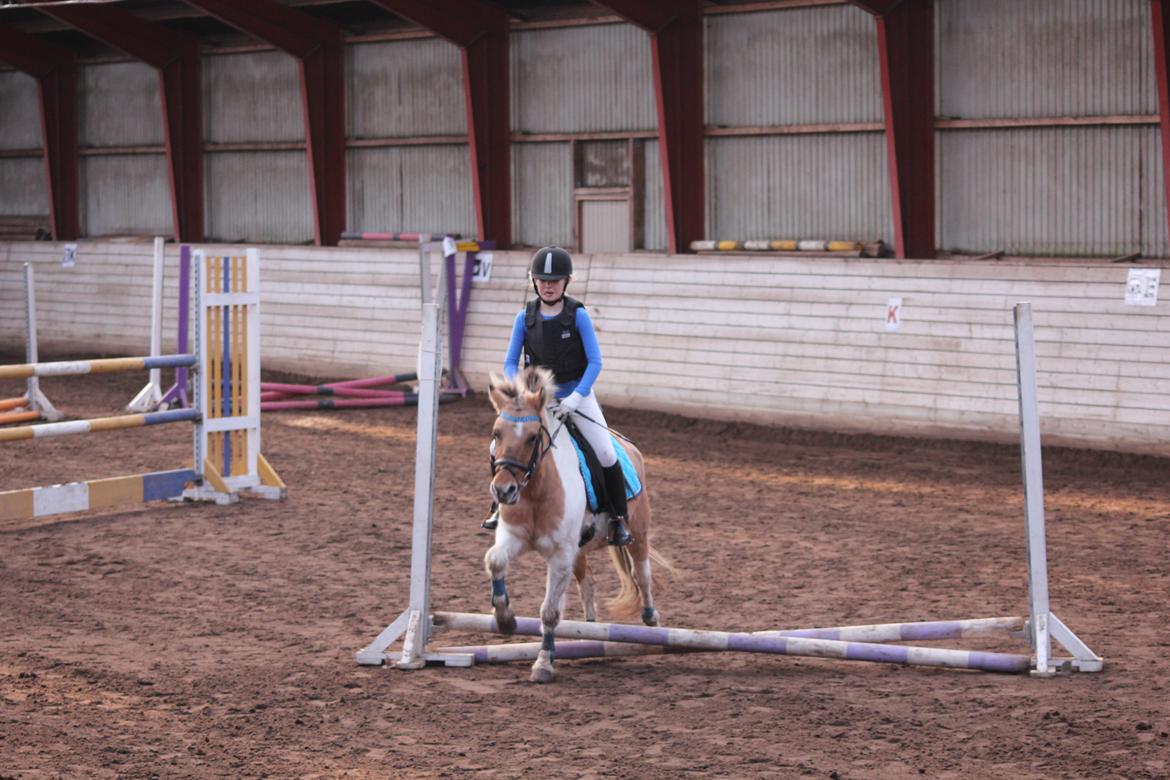 Anden særlig race Dundee*Beautiful*<3 - mig og dundee til springstævne<3 billede 17