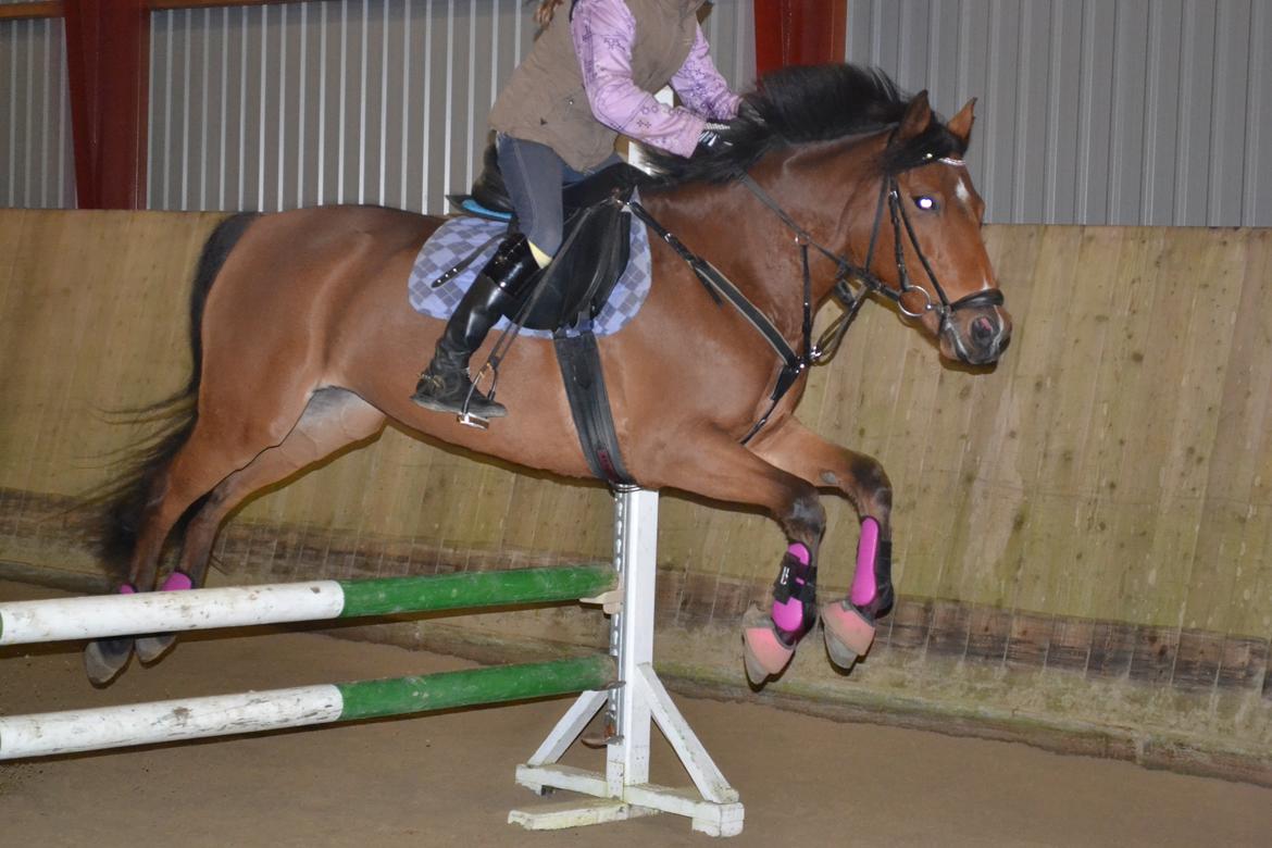 DSP Bæklunds Anizette - springer 70 cm på bane Foto; Victoria Maabjerg Mørch billede 15