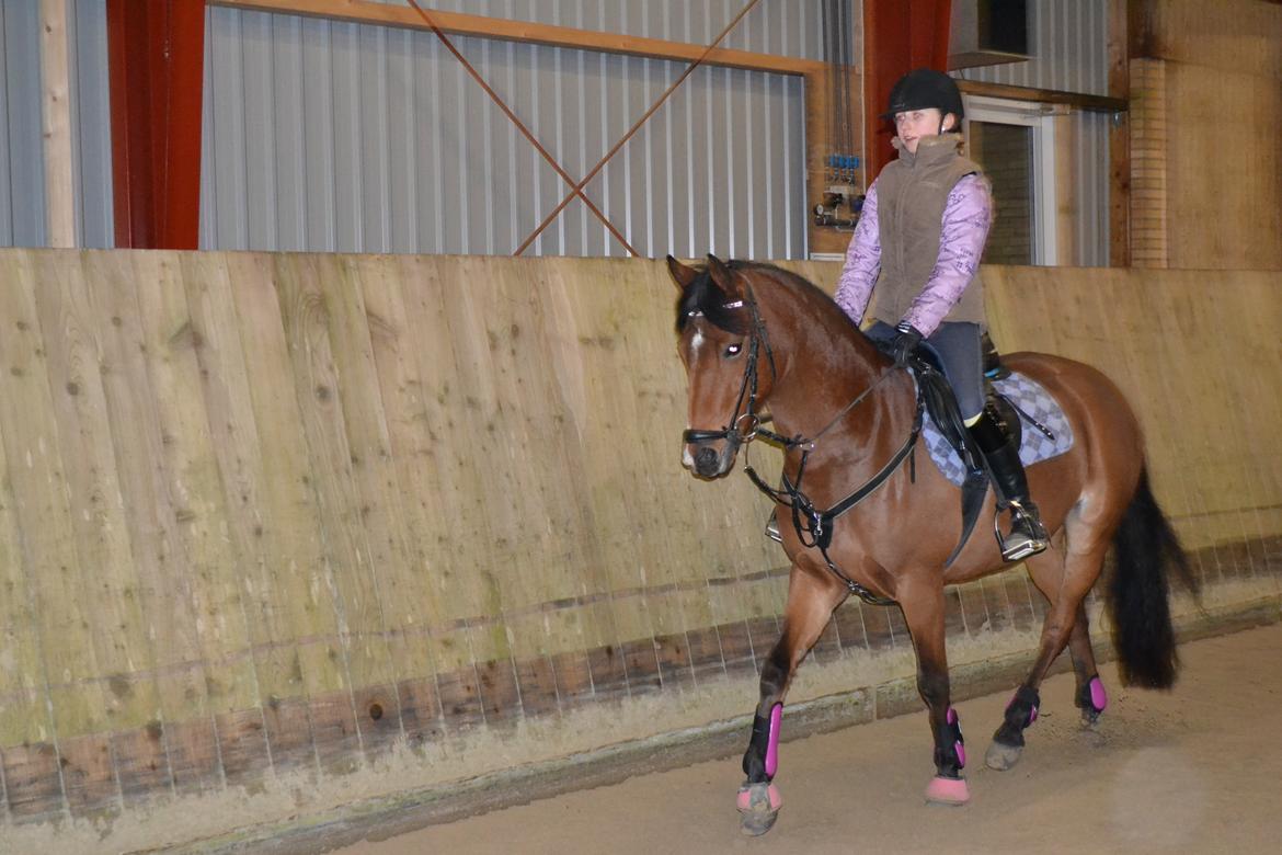 DSP Bæklunds Anizette - Vellkommen til Bæklunds Anizette`s Profil   Foto; Victoria Maabjerg Mørch billede 1