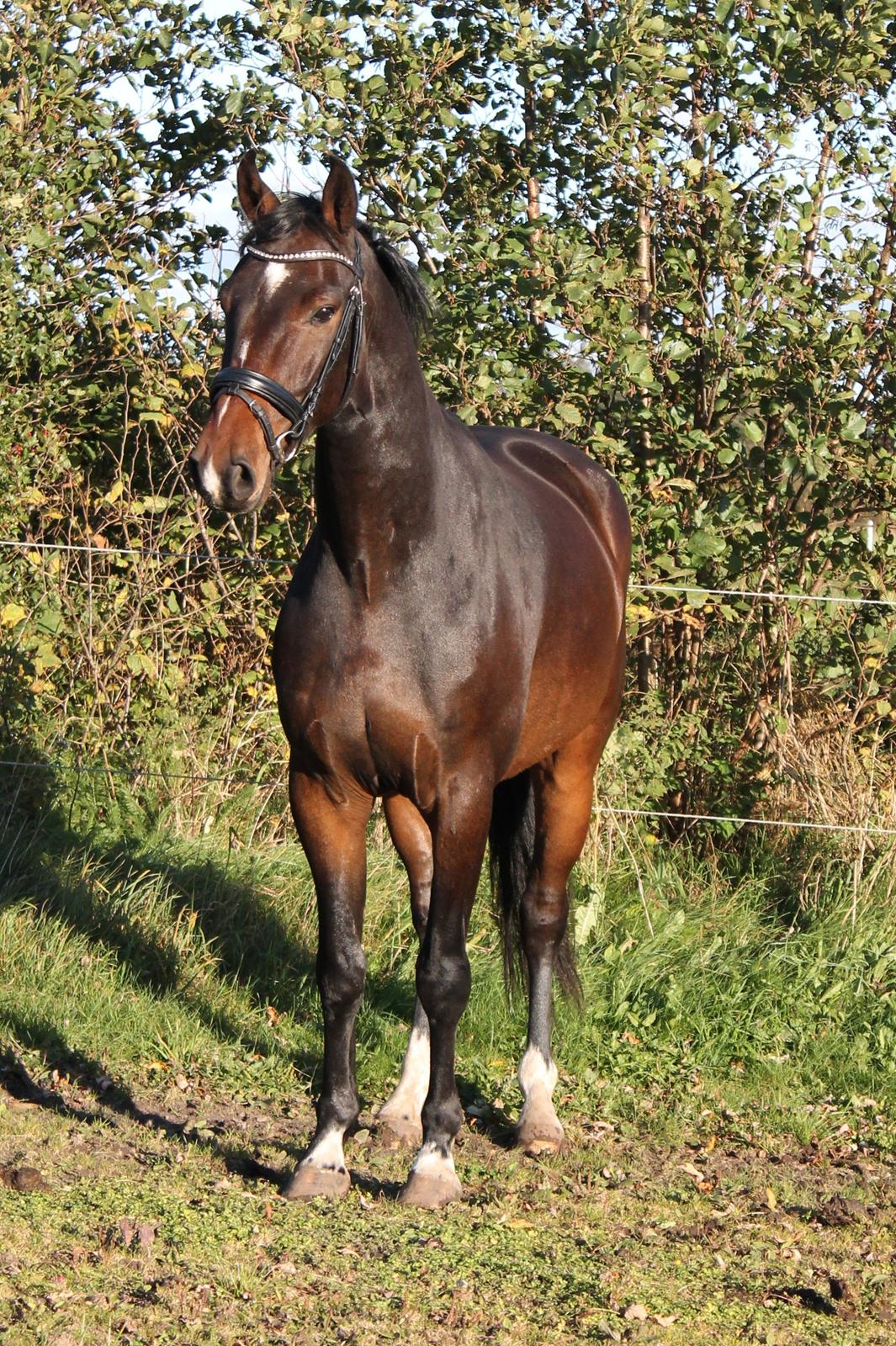 Dansk Varmblod Gipson Cloud - November 2012 billede 11