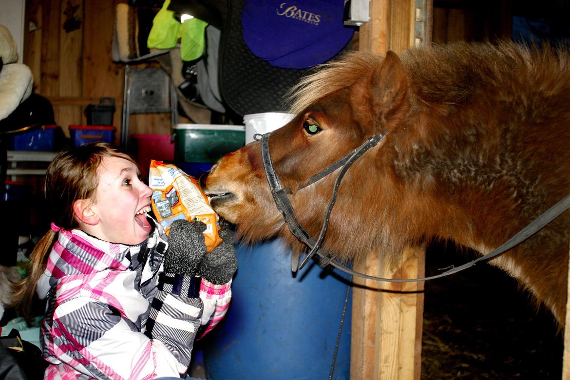 Shetlænder Team Memories Markus <3 billede 7