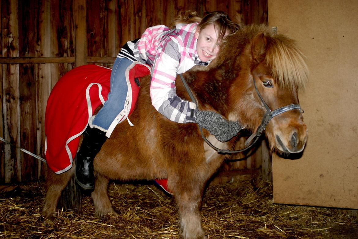 Shetlænder Team Memories Markus <3 billede 16