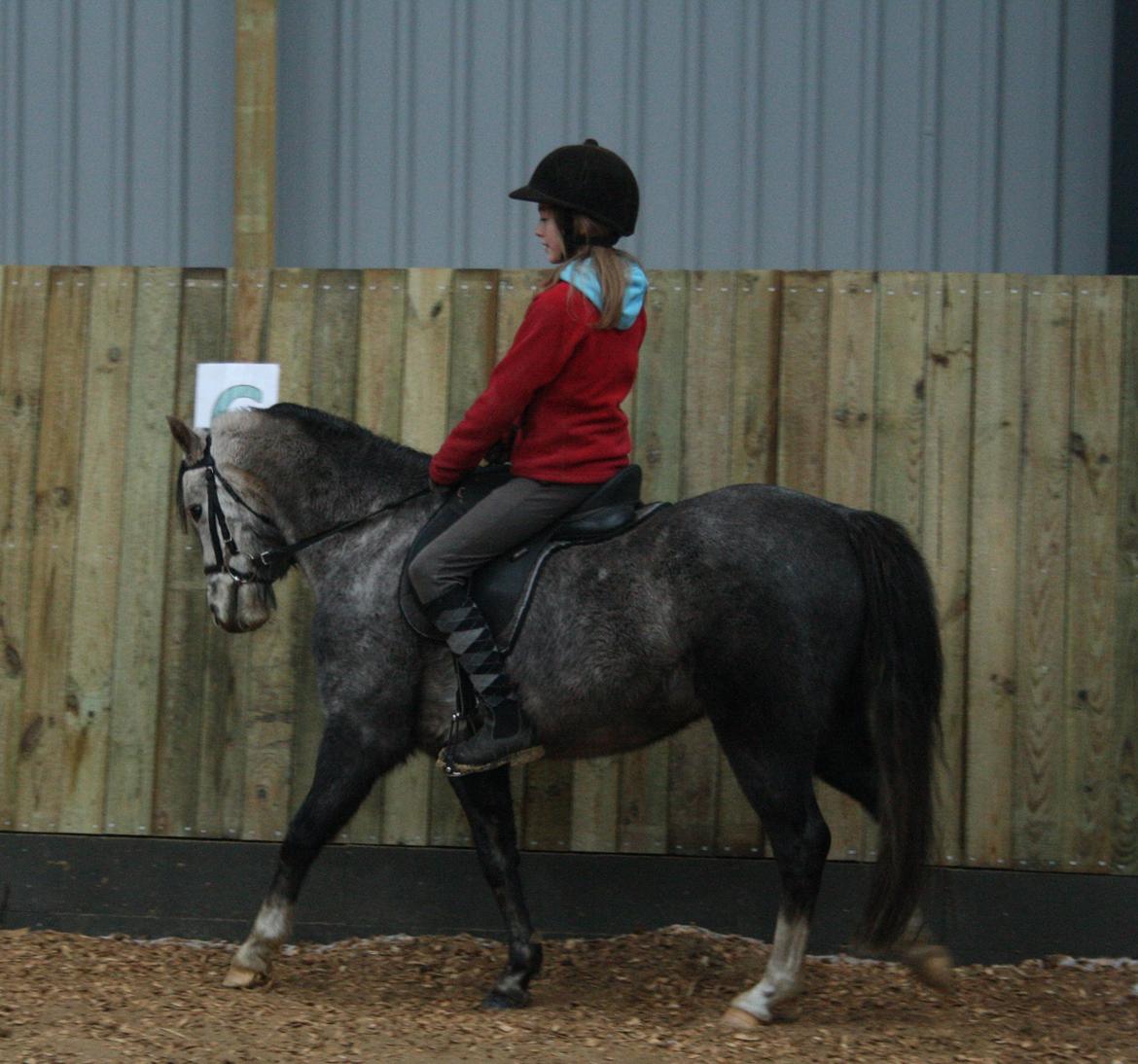 Welsh Pony (sec B) Romeo - SOLGT - 16. dec. 2012 billede 17