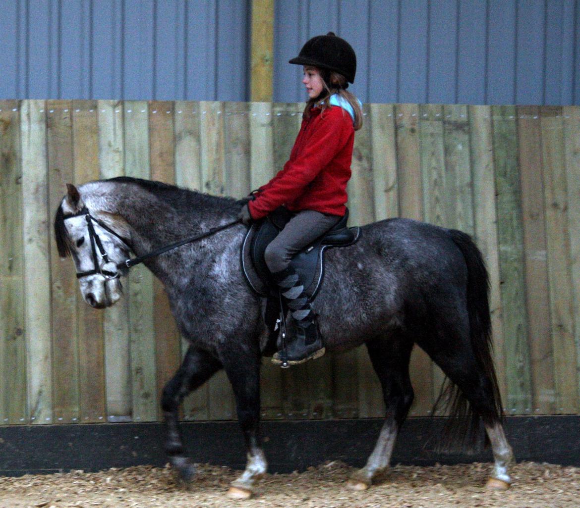 Welsh Pony (sec B) Romeo - SOLGT billede 18